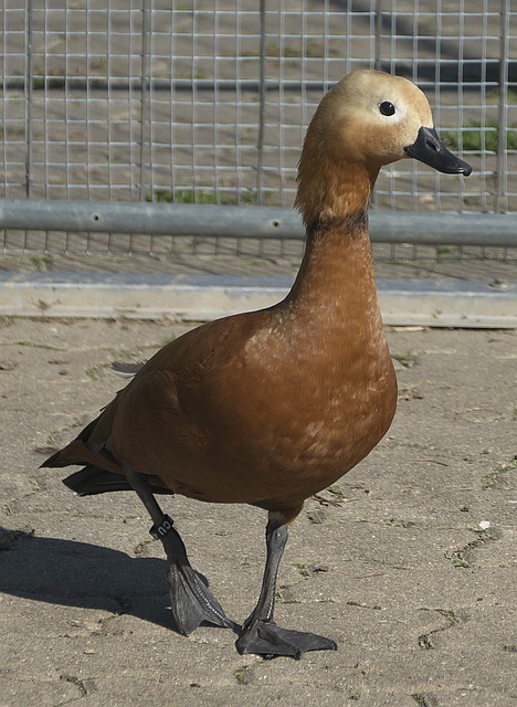 比之